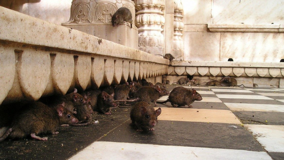 Ten Dead Rats