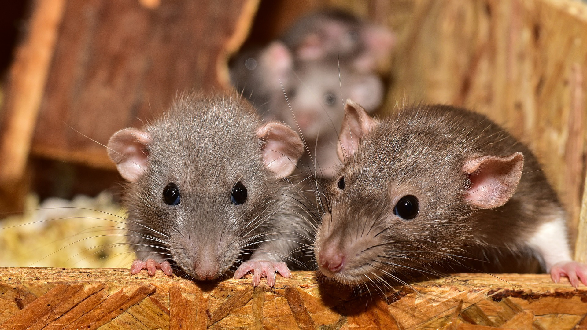 Ten Dead Rats 3rd Draft Paul s Gameblog Ten Dead Rats 3rd Draft Paul s Gameblog
